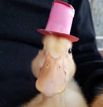 potret bebek menggunakan topi (reddit.com/sansismyfavanime)