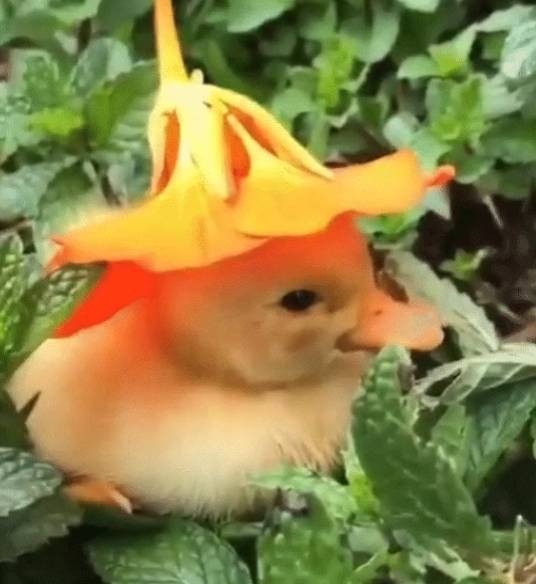 potret bebek menggunakan topi (reddit.com/kittensinalabcoat)