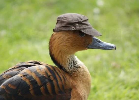 potret bebek menggunakan topi (reddit.com/DrChzBrgr)