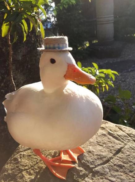 potret bebek menggunakan topi (reddit.com/quietlittle-petunia)