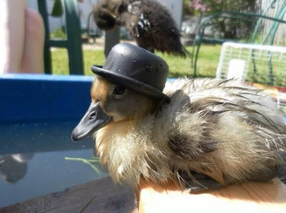 potret bebek menggunakan topi (reddit.com/quietlittle-petunia)