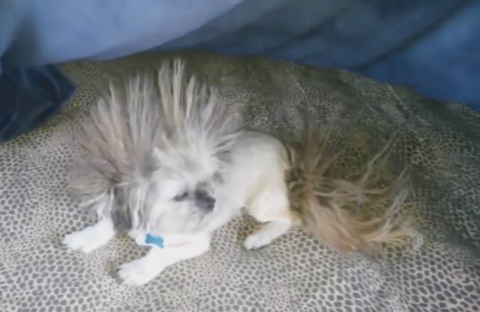 potret bulu anjing berdiri karena listrik statis (facebook.com/America's Funniest Home Videos)