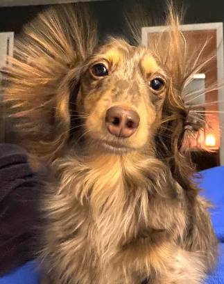 potret bulu anjing berdiri karena listrik statis (reddit.com/gtr_shrkmedic)