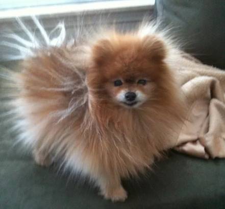potret bulu anjing berdiri karena listrik statis (reddit.com/cristaemindemission)