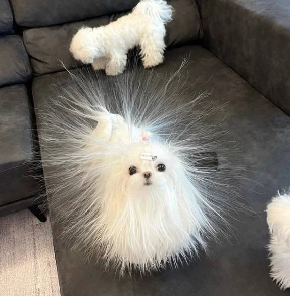 potret bulu anjing berdiri karena listrik statis (reddit.com/I_na_na)