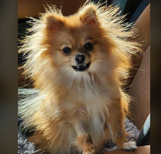 potret bulu anjing berdiri karena listrik statis (reddit.com/lazzzz4)