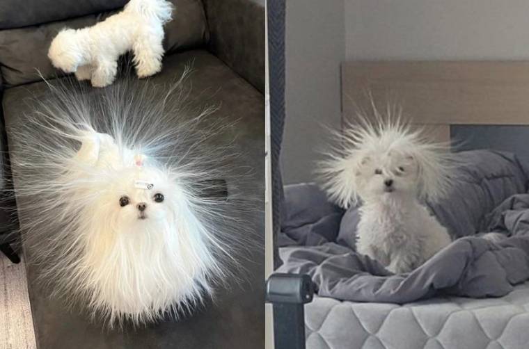 kolase potret bulu anjing berdiri karena listrik statis (reddit.com/I_na_na I twitter.com/catshouldnt)