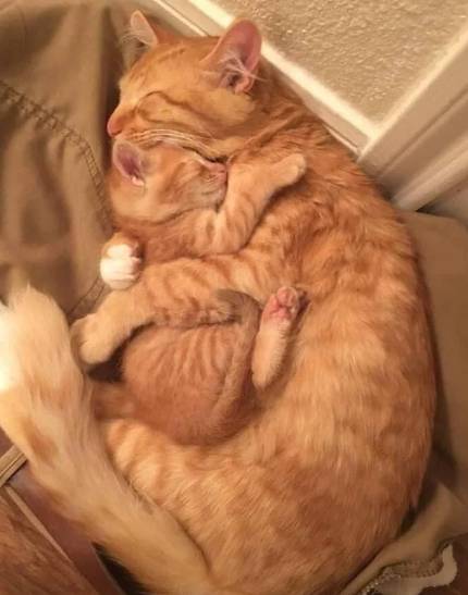 potret kucing oren dan anaknya (reddit.com/Warsummoner)