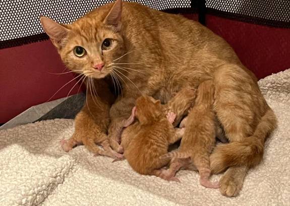 potret kucing oren dan anaknya (reddit.com/cultureShocked5)