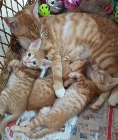 potret kucing oren dan anaknya (reddit.com/chichago_)