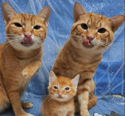 potret kucing oren dan anaknya (reddit.com/crucouski1)