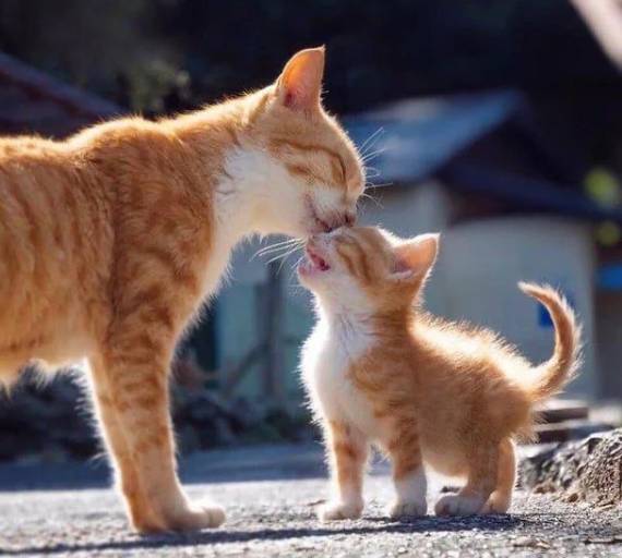 potret kucing oren dan anaknya (reddit.com/Smandal_123)