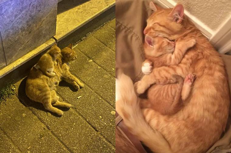 kolase potret kucing oren dan anaknya (twitter.com/catshouldnt I reddit.com/Warsummoner)