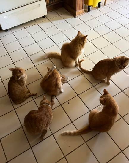 potret enam kucing duduk bersama (reddit.com/buffcoloredcat)