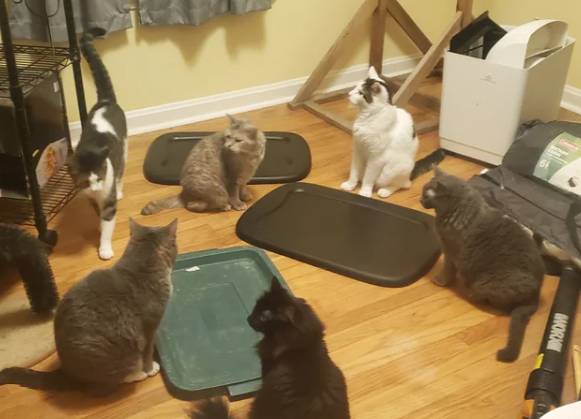 potret enam kucing duduk bersama (reddit.com/ryamanalinda)