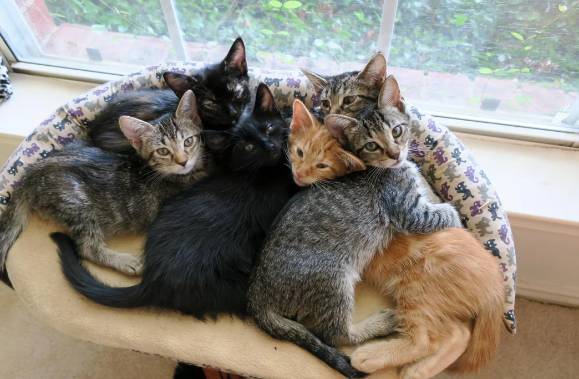 potret enam kucing duduk bersama (reddit.com/specious_bob)