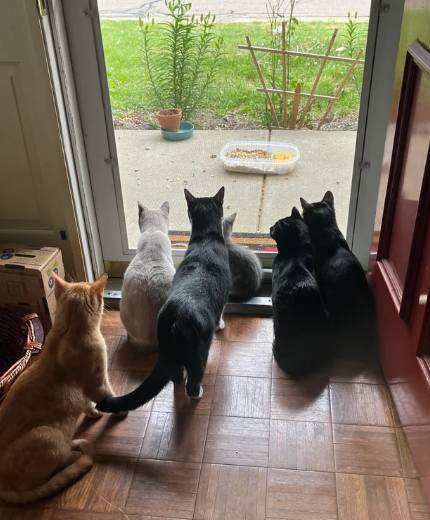 potret enam kucing duduk bersama (reddit.com/BOSSBandito)