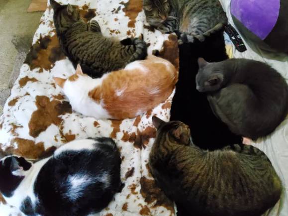 potret enam kucing duduk bersama (reddit.com/pyaravonfuzzybutt)