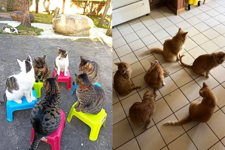 kolase potret enam kucing duduk bersama (twitter.com/CATBRAINCELL I reddit.com/buffcoloredcat)