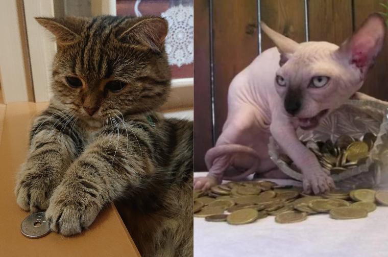 7 Potret Kucing Main Koin, Cari Hoki sampai Mata Duitan