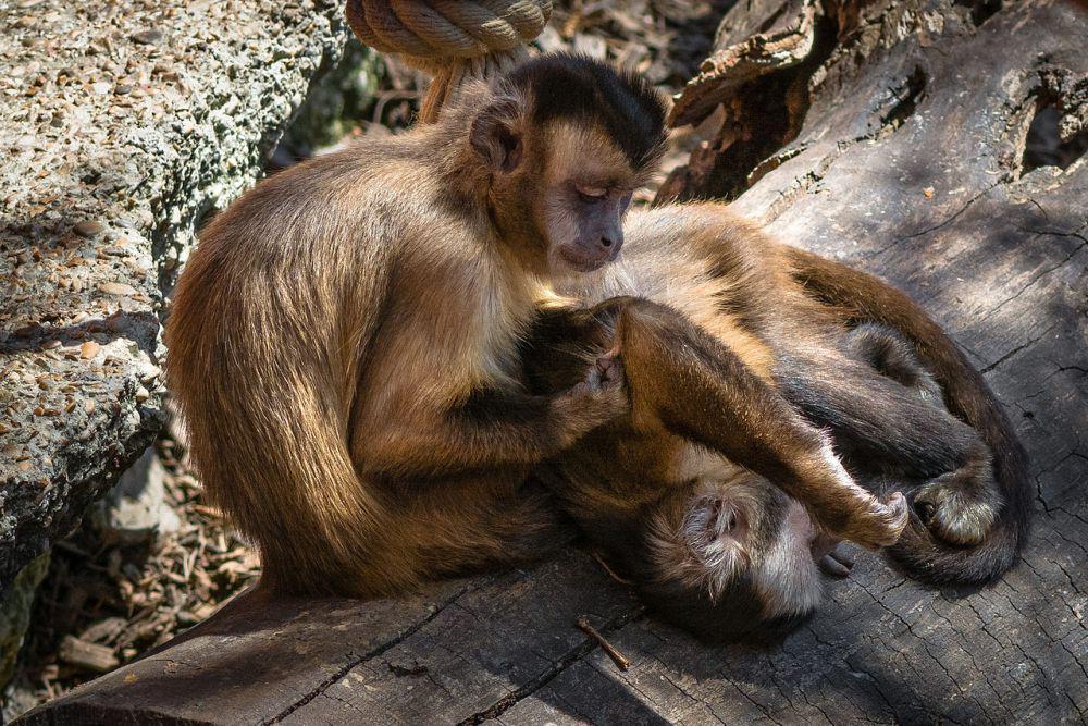 Tufted monkeys (commons.wikimedia.org/Adrian Soldati)