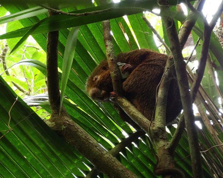 Bristle-spined rat (animalia.bio)