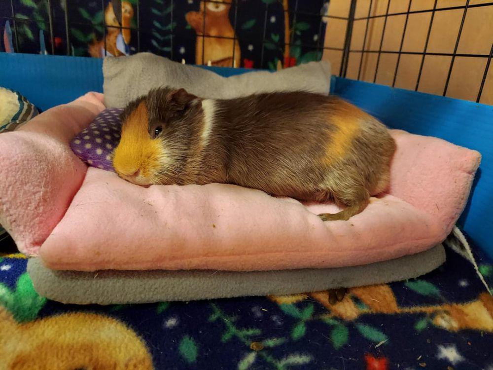 8 Foto Lucu Marmot sedang Tidur, Nyenyak Banget