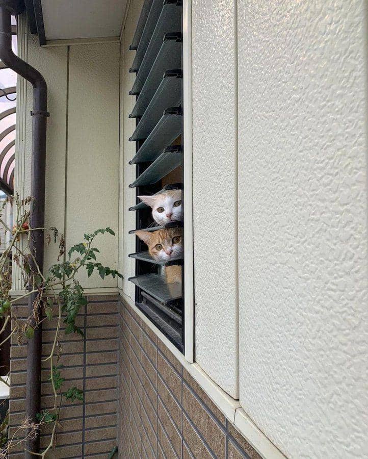 potret kucing oren mengintip di jendela bareng teman (twitter.com/catshouldnt)