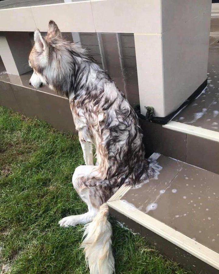 potret lucu reaksi anjing Husky saat mandi (twitter.com/contextdogs)