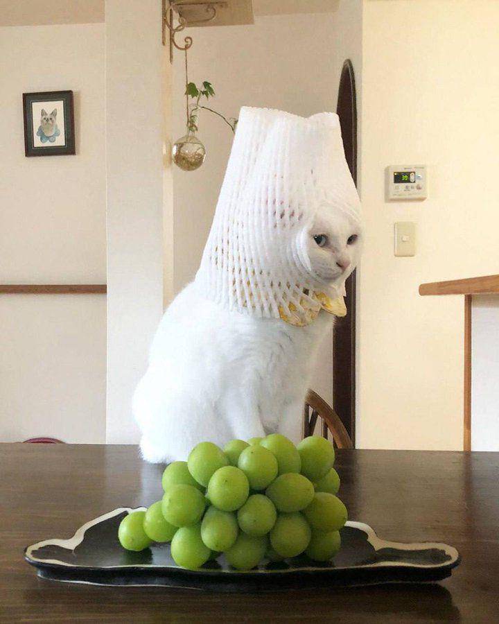 meme kucing tentang film Dune (twitter.com/catshouldnt)