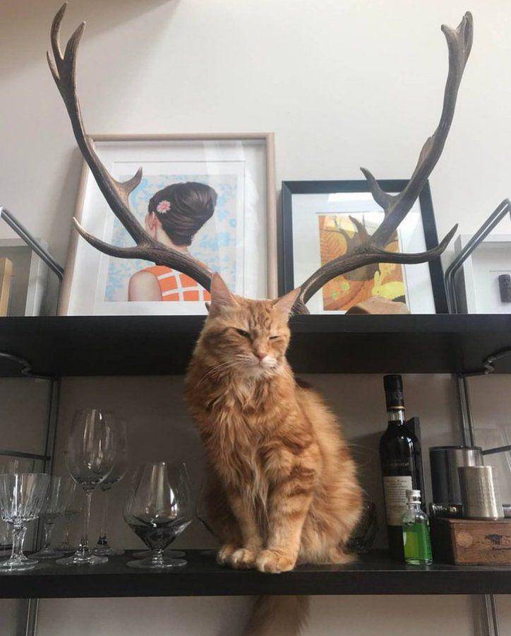 potret kucing dan tanduk rusa (twitter.com/PunchingCat)