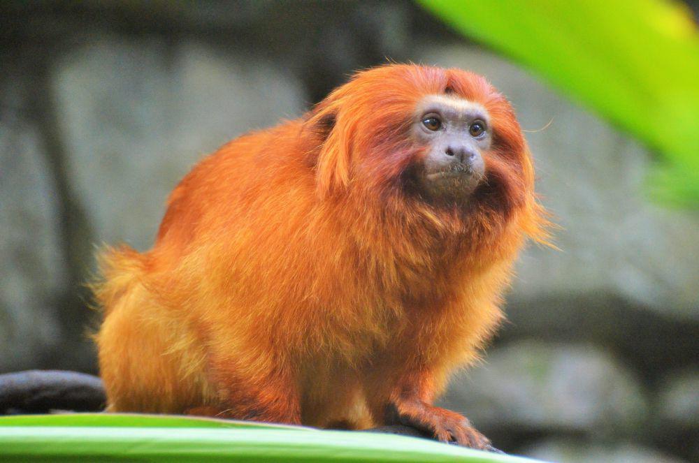 5 Hewan Asli Atlantic Forest, Rumah bagi Berbagai Hewan Langka