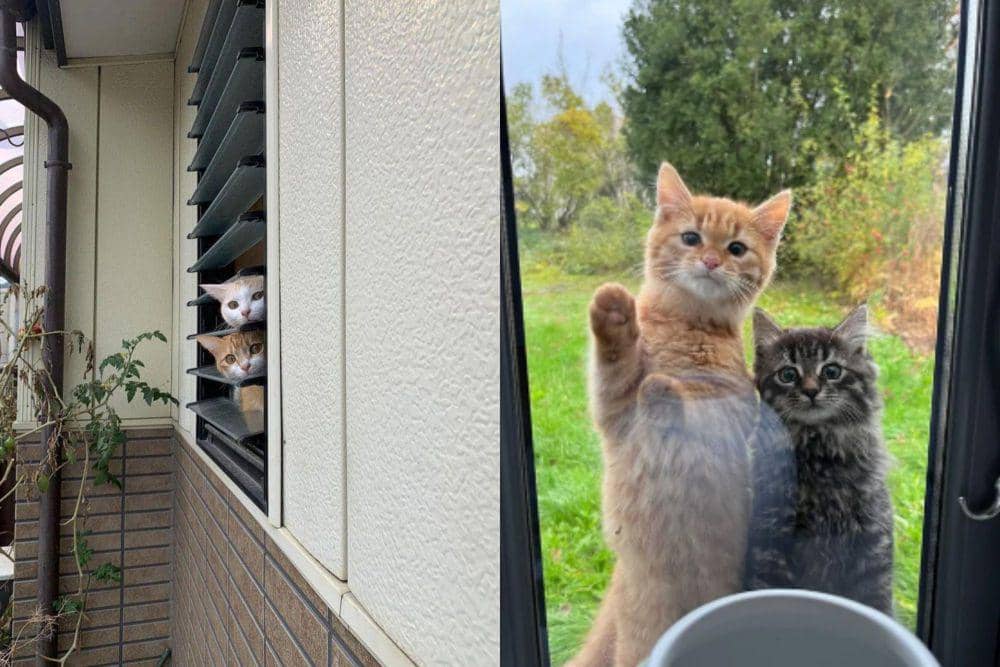 9 Potret Kucing Oren Mengintip di Jendela Bareng Temannya, Kepo Banget