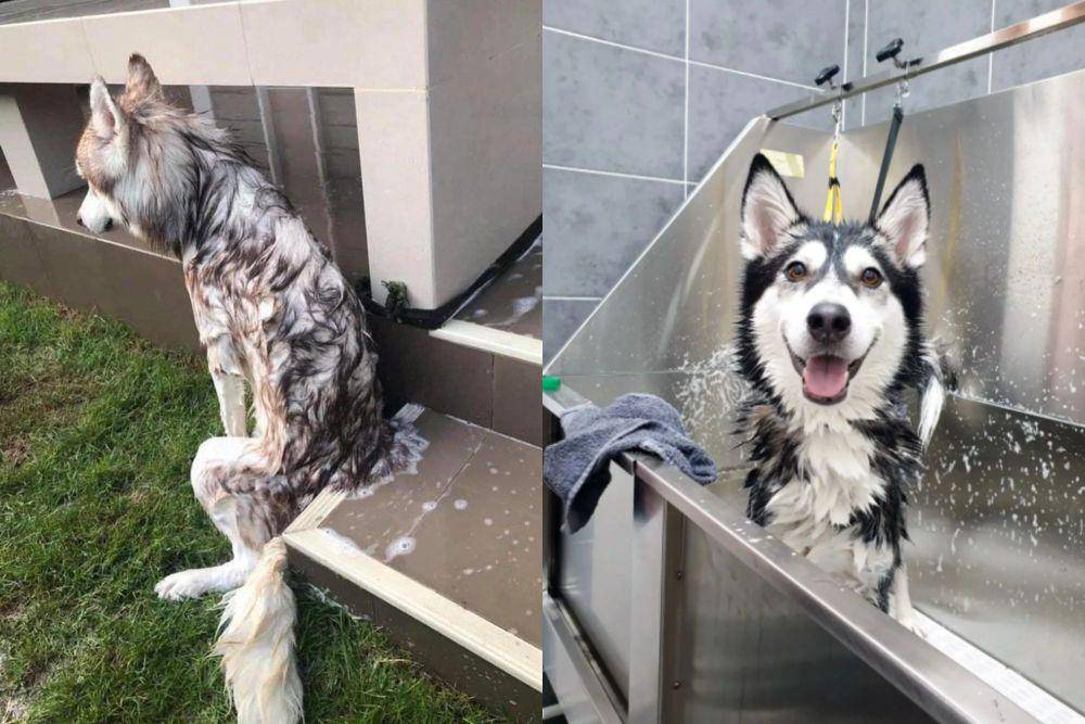 kolase potret lucu reaksi anjing Husky saat mandi (twitter.com/contextdogs I reddit.com/Fun_Environment_5464)