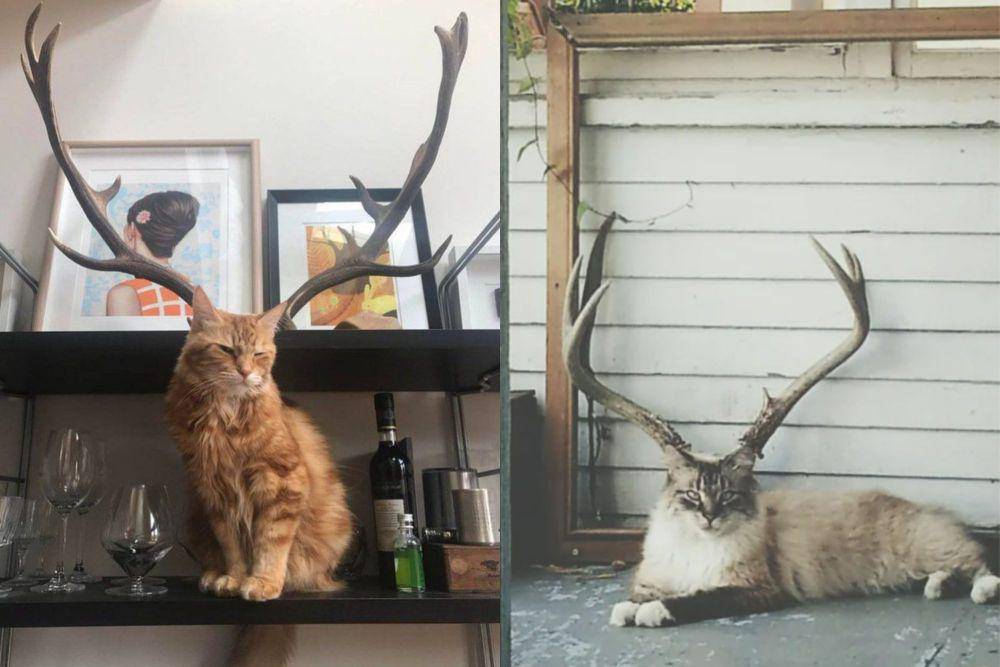 kolase potret kucing dan tanduk rusa (twitter.com/PunchingCat I reddit.com/pund3r)