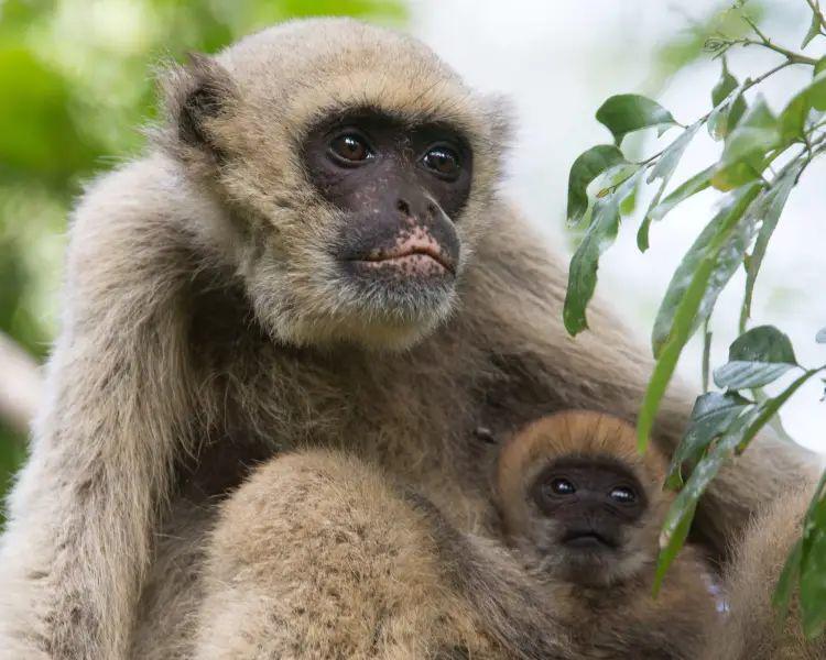 Northern muriqui (animalia.bio)