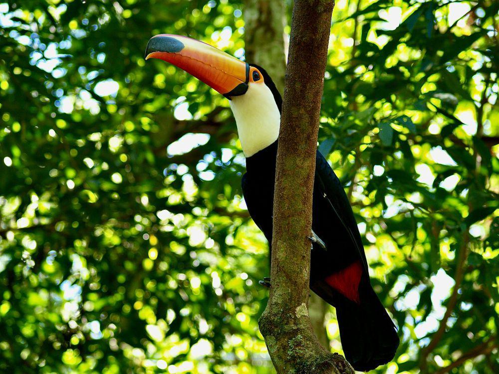 Toco toucan (unsplash.com/Peter Burdon)