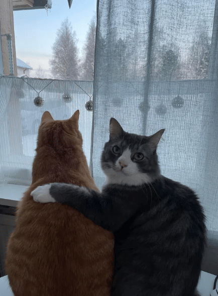 potret kucing oren mengintip di jendela bareng teman (reddit.com/vinkulelu)