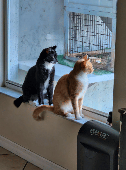 potret kucing oren mengintip di jendela bareng teman (reddit.com/Boston_Donut)