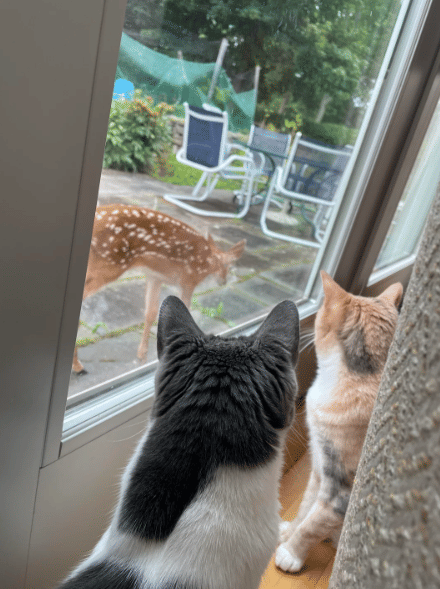 potret kucing oren mengintip di jendela bareng teman (reddit.com/scubadude2)