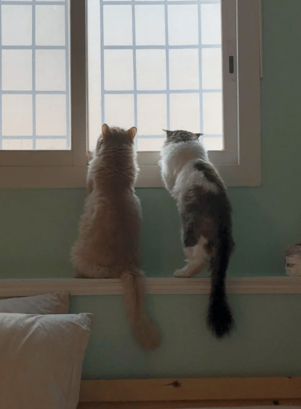 potret kucing oren mengintip di jendela bareng teman (reddit.com/SadLitteFatTheo)