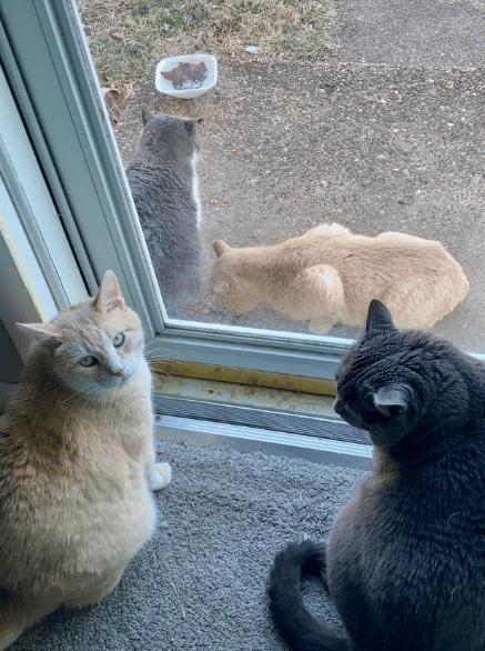 potret kucing oren mengintip di jendela bareng teman (reddit.com/nonbinaryspongebob)