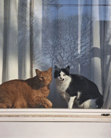 potret kucing oren mengintip di jendela bareng teman (reddit.com/hugs4all_all4hugs)