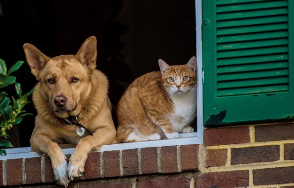 potret kucing oren mengintip di jendela bareng teman (reddit.com/timosha121)