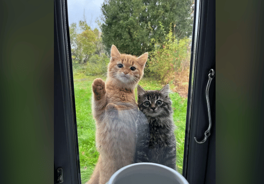 potret kucing oren mengintip di jendela bareng teman (reddit.com/sejebille)