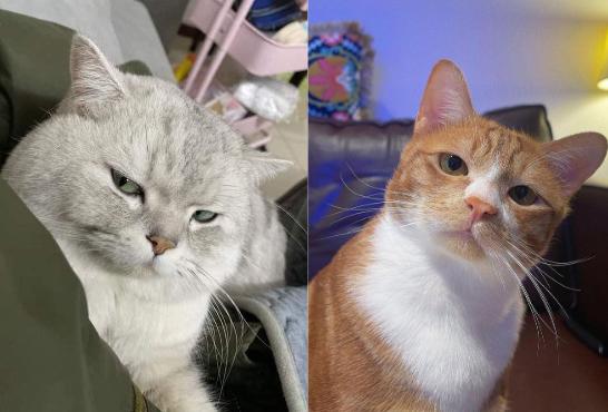 8 Potret Kucing Oren dan Abu-abu Adu Tatapan Sinis, Siapa Lebih Judes?