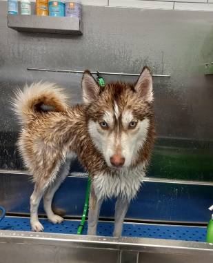 potret lucu reaksi anjing Husky saat mandi (reddit.com/themandalynn)
