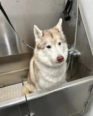 potret lucu reaksi anjing Husky saat mandi (reddit.com/hooligansferg)