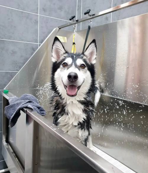 potret lucu reaksi anjing Husky saat mandi (reddit.com/Fun_Environment_5464)