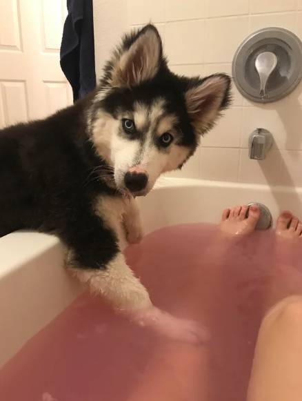 potret lucu reaksi anjing Husky saat mandi (reddit.com/Cheezephobia)